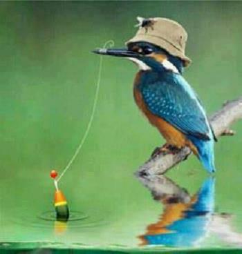 ce e mai bun decat un boiles ? - pluta.jpg